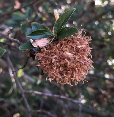 Asphondylia ceanothi