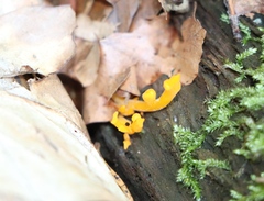 Calocera viscosa