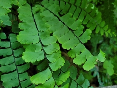 Adiantum pedatum
