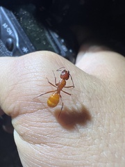 Camponotus schaefferi