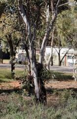 Eucalyptus woodwardii