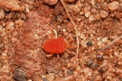 Trombidioidea