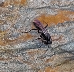 Auplopus carbonarius