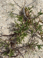 Bidens cabopulmensis