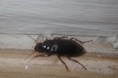 Pseudoophonus