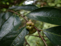 Glochidion rubrum