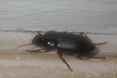 Pseudoophonus