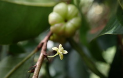 Glochidion rubrum