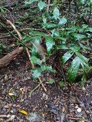 Sericornis frontalis