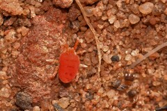 Trombidioidea
