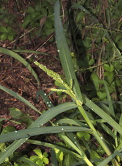 Echinochloa colona