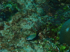 Pomachromis guamensis