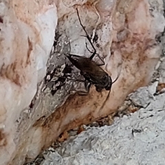 Auplopus carbonarius