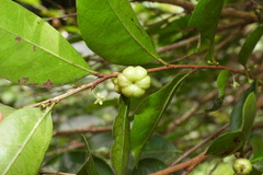 Glochidion rubrum