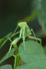 Hierodula patellifera