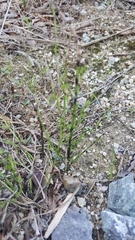 Equisetum arvense