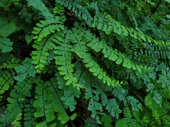 Adiantum pedatum