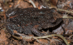 Pseudophryne bibronii