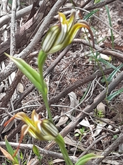Pterostylis recurva