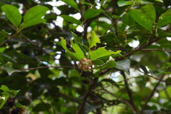 Glochidion rubrum
