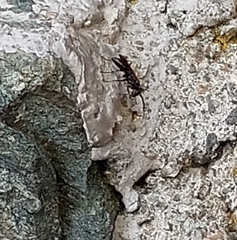 Auplopus carbonarius