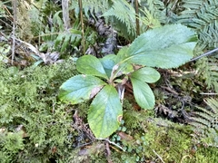 Macrolearia colensoi