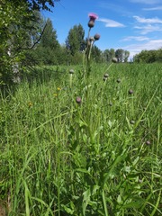 Cirsium arvense integrifolium