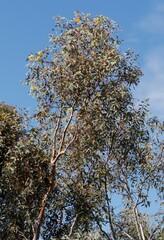 Eucalyptus woodwardii