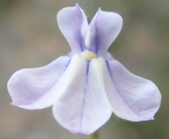 Lobelia capillifolia