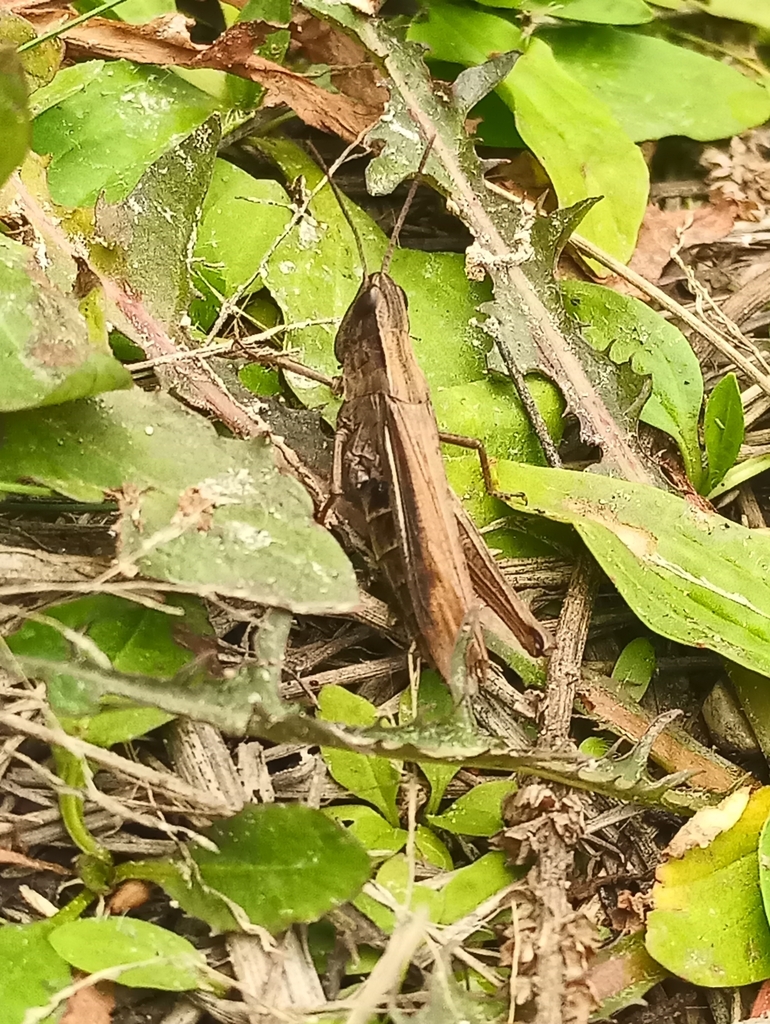 Chorthippus caliginosus