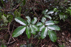 Wisteriopsis reticulata