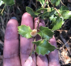 Disholandricus lasius