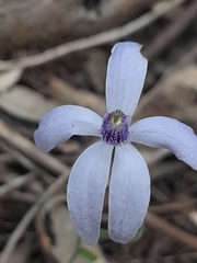 Pheladenia deformis