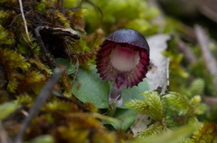Corybas diemenicus