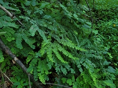 Adiantum pedatum