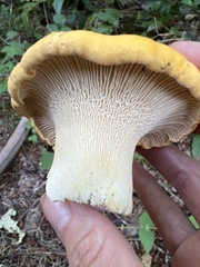 Cantharellus cascadensis