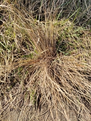 Carex litorosa