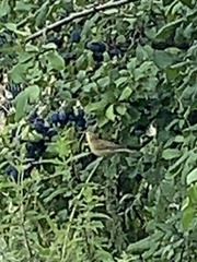 Phylloscopus