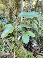 Macrolearia colensoi