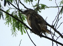 Saltator grandis