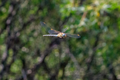Aeshna mixta