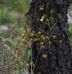 Drosera planchonii