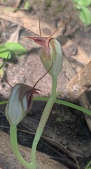Pterostylis pedunculata