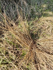 Carex litorosa