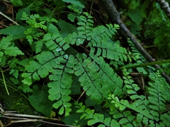 Adiantum pedatum