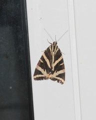 Euplagia quadripunctaria