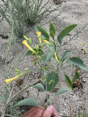 Nicotiana glauca