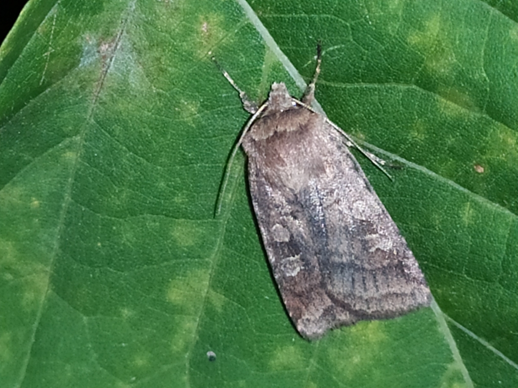 Small Square-spot from Ильинское-Хованское, Ивановская обл., Россия ...