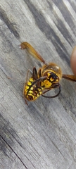 Vespa crabro
