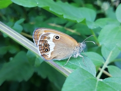 Coenonympha arcania
